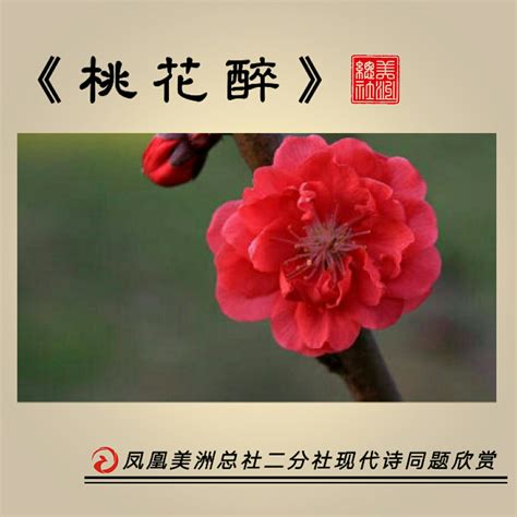 形容桃花|桃花诗句